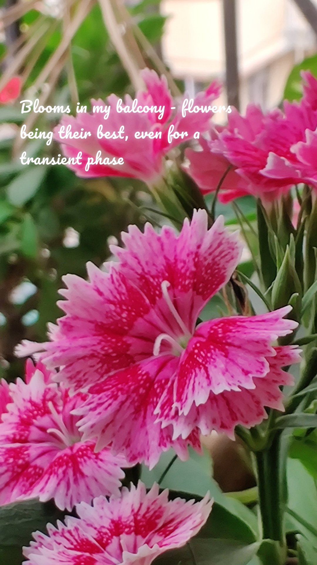 Blooms in my balcony - flowers being their best, even for a transient phase